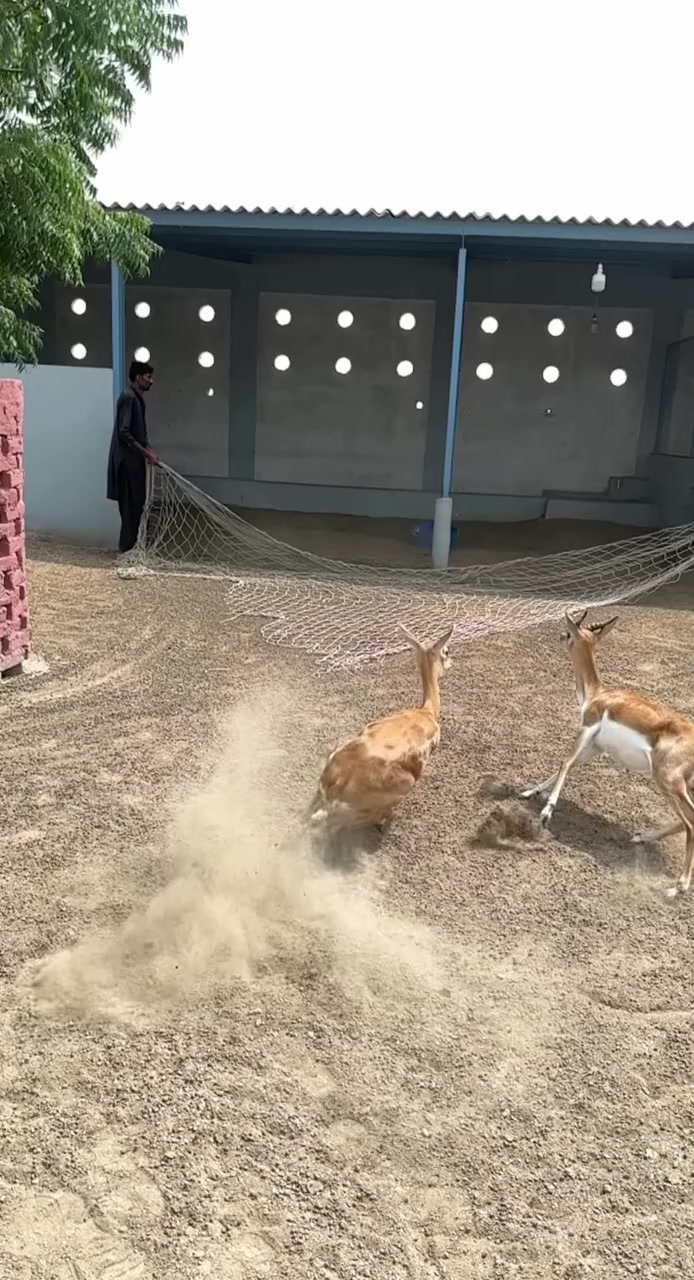 @Wildlife 🦌