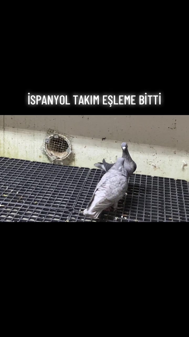 @ⒼİSMAİL ACARⒼ