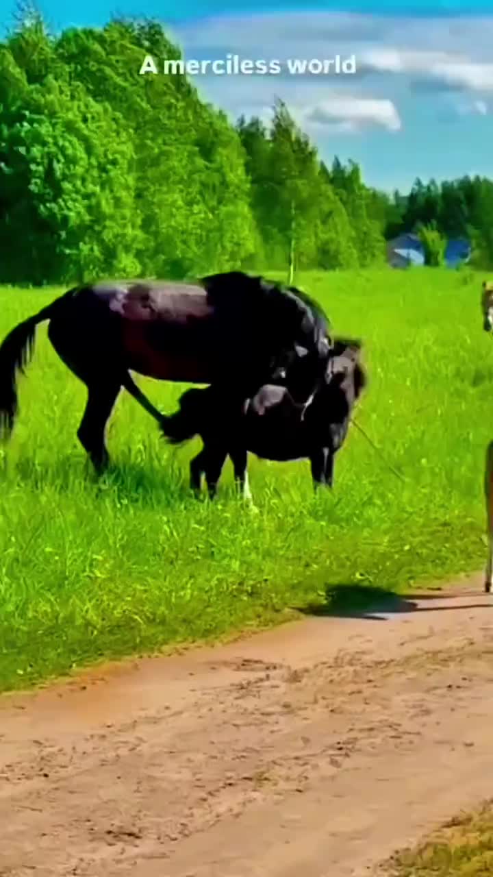 @carzzy fucker
