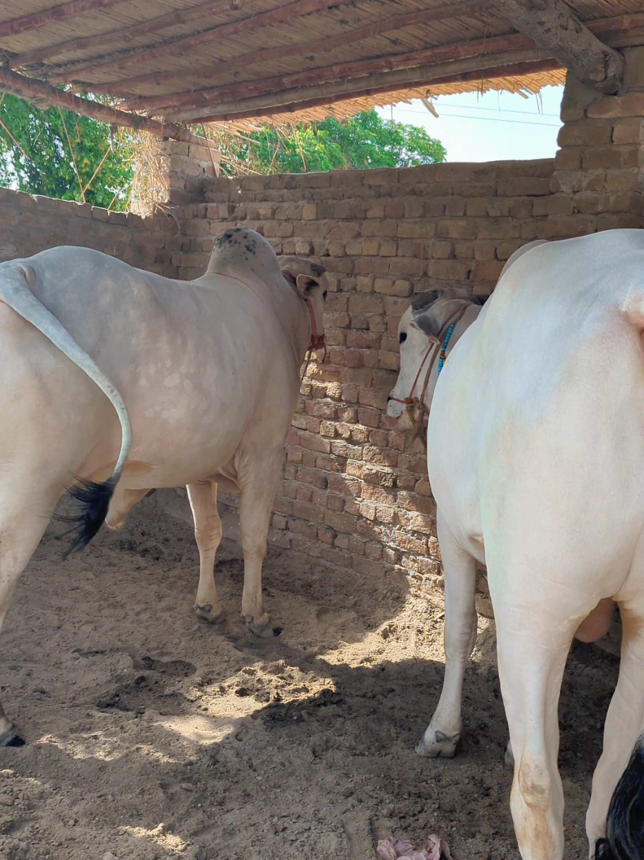 @Larkana Cattle Farm