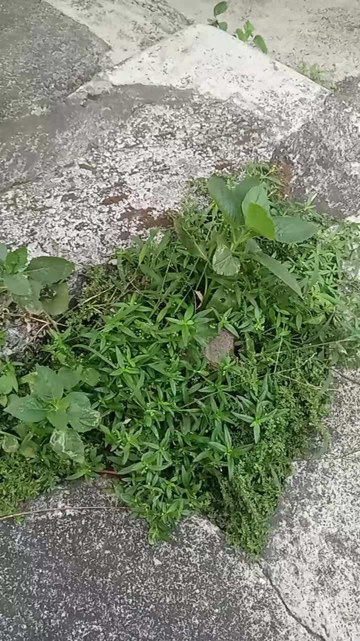 @Berkebun Berkah