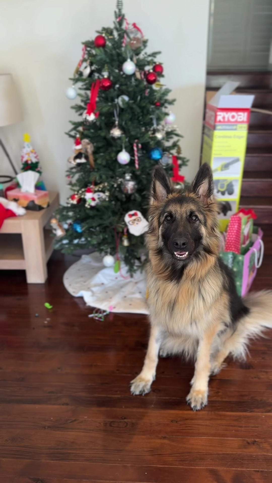 @Indy German Shepherd