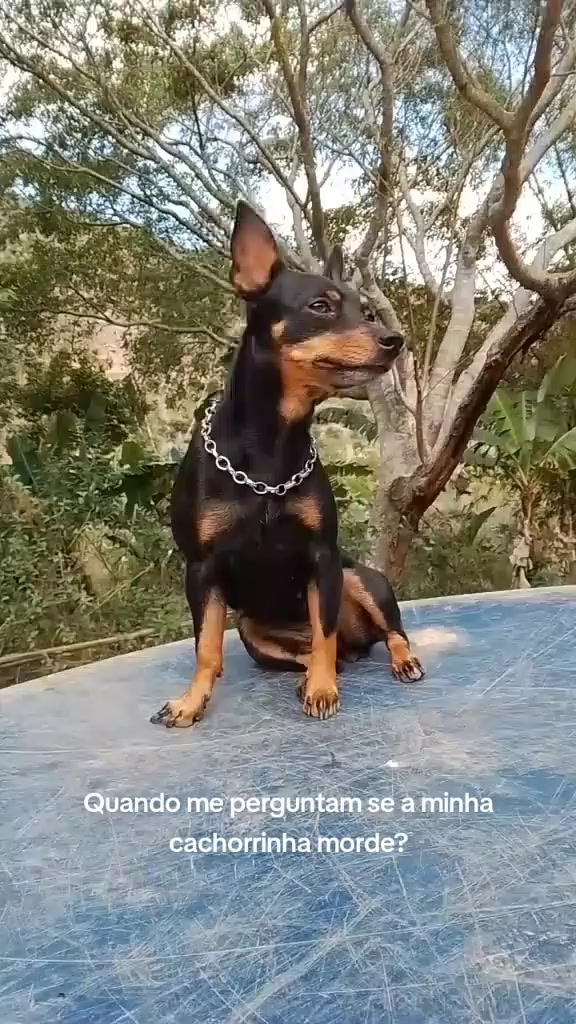 @🩷Tetê e suas pinschers🩷
