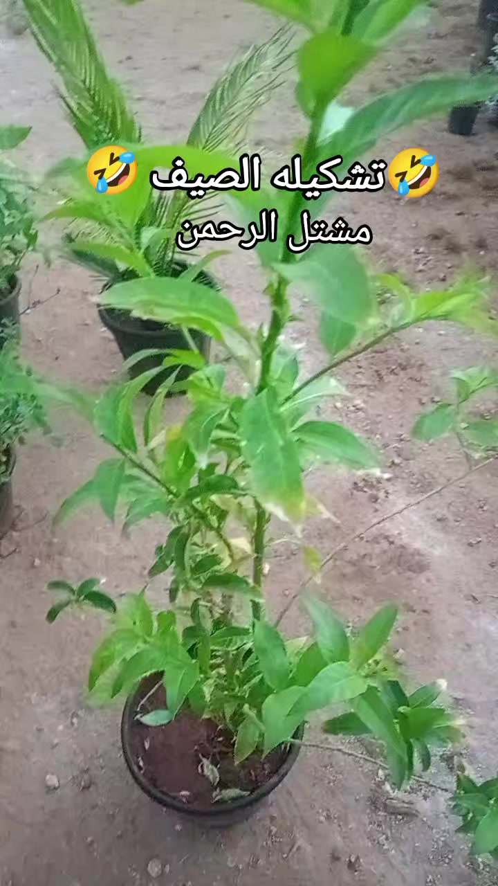 @مشتل الرحمن