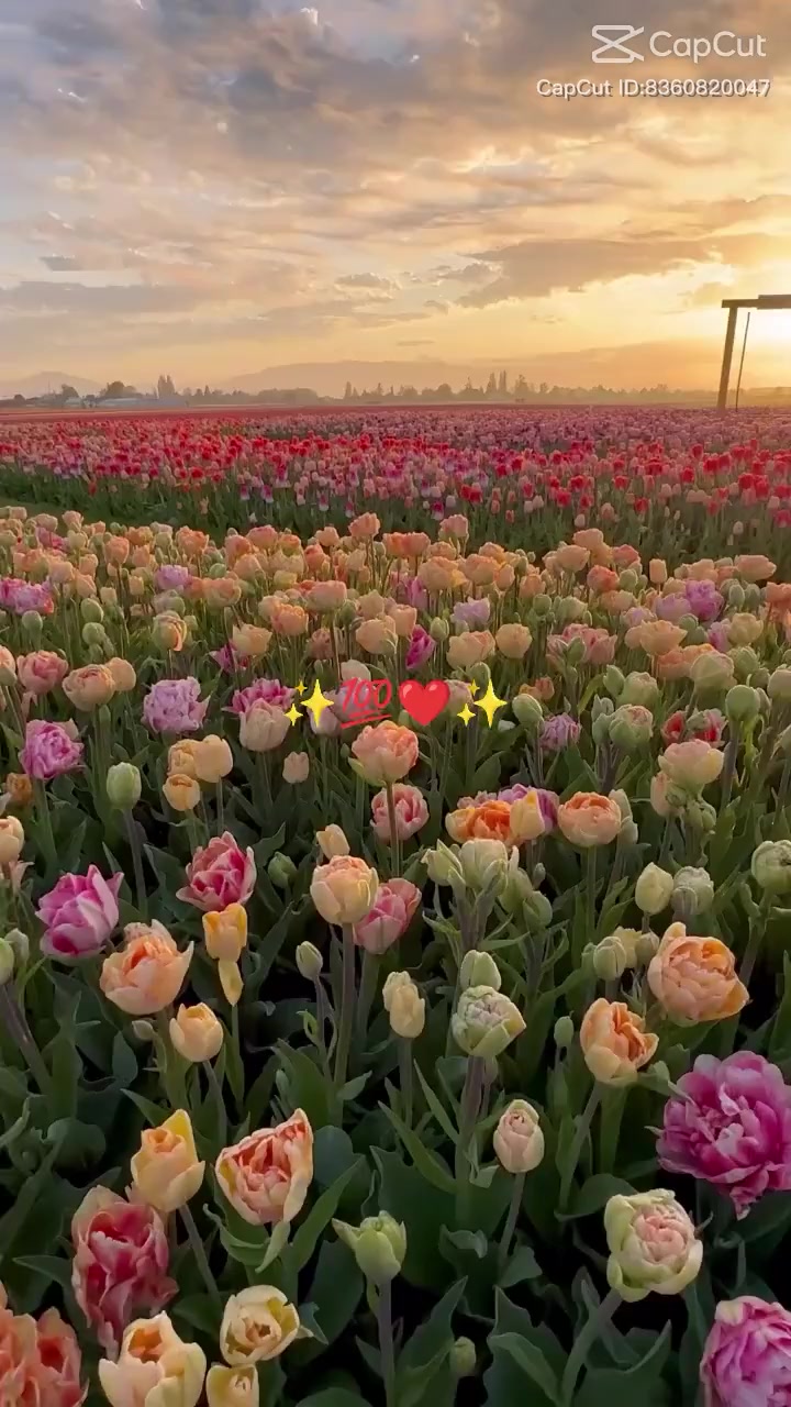 @آصف شاہ