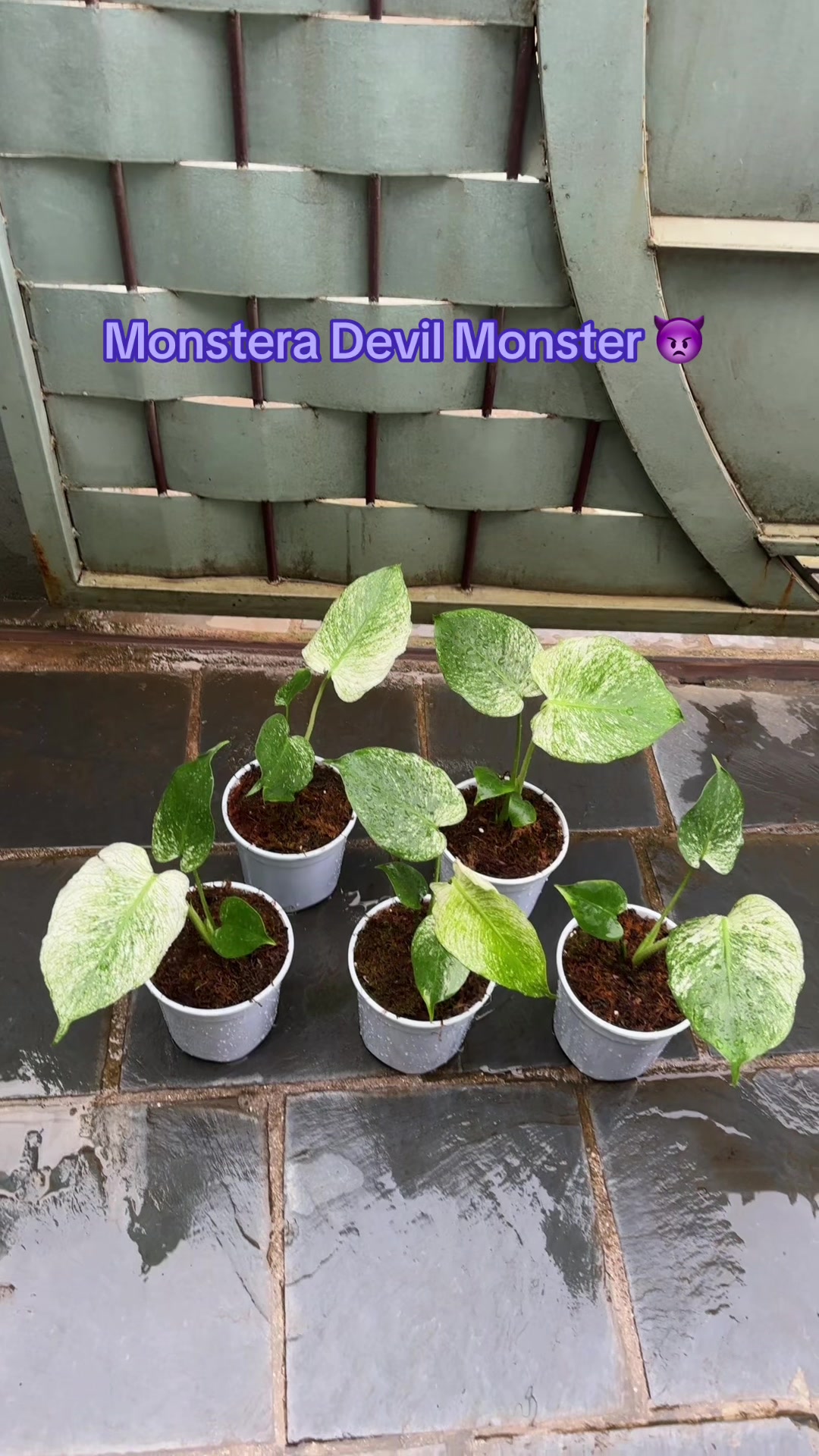 @Plantlife50