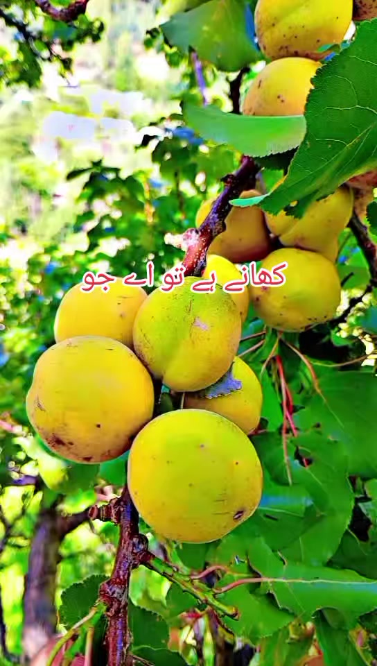 @انجان لڑکی