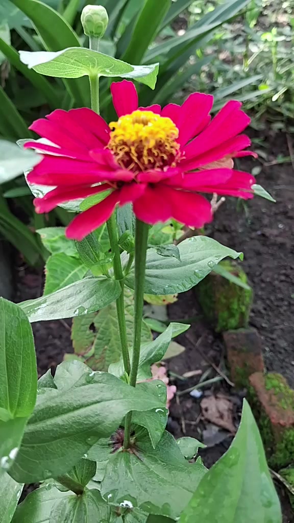 @गंगा कोईराला