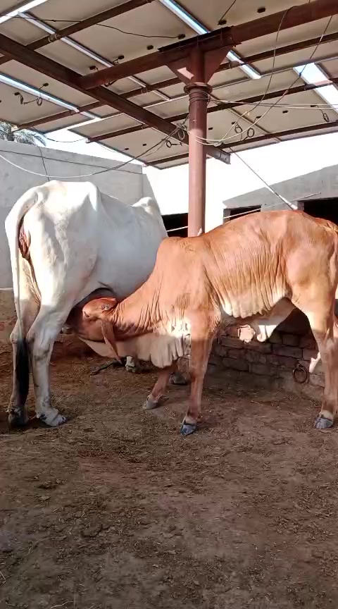 @HS Cattle Farm