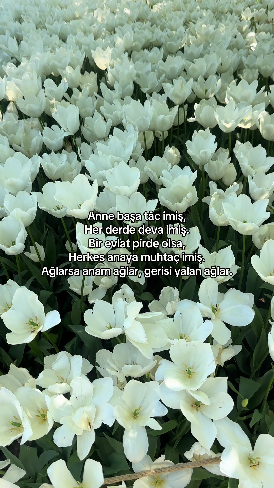@Şabir