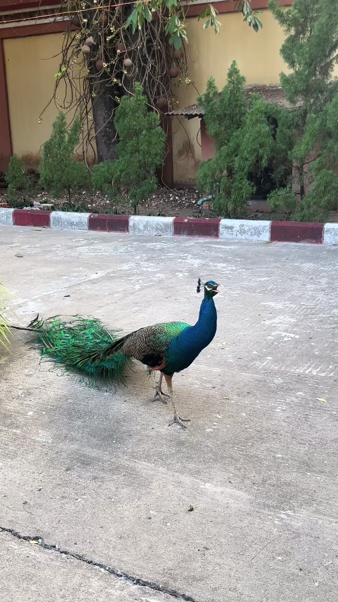 @🦚Šãřåvăñâñ2070🦚✨
