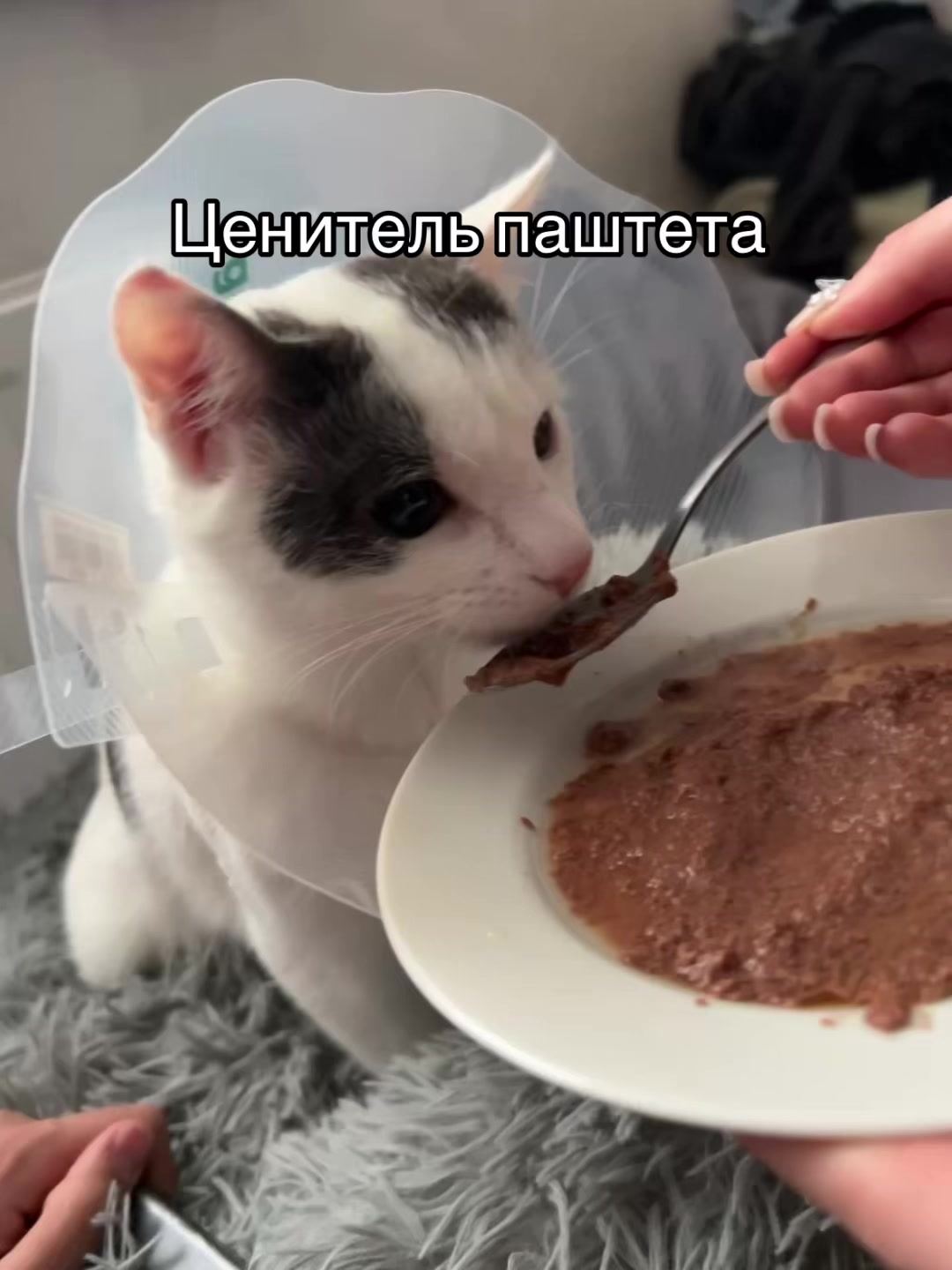 @Pashtet.com