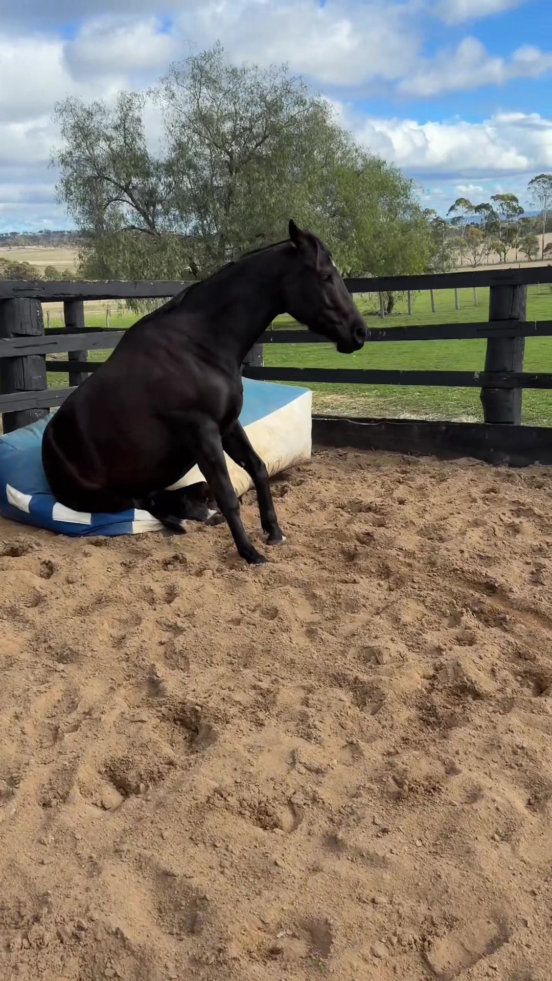 @KimDaleyhorsemanship