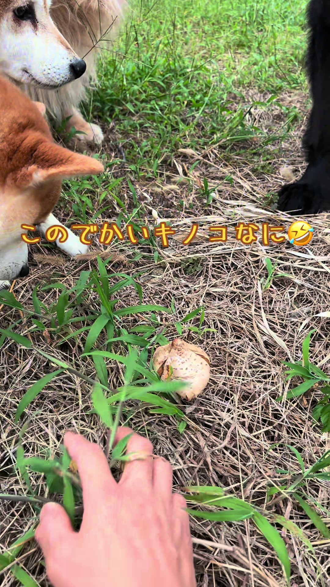 @ムックパパ🔶🐾