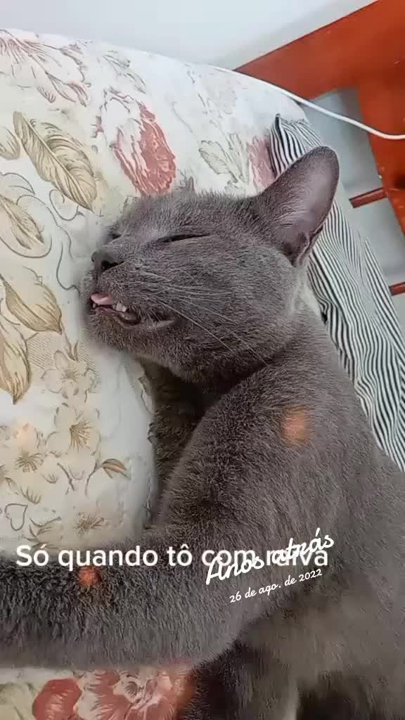 @O GATO ZEZ&Eacute;