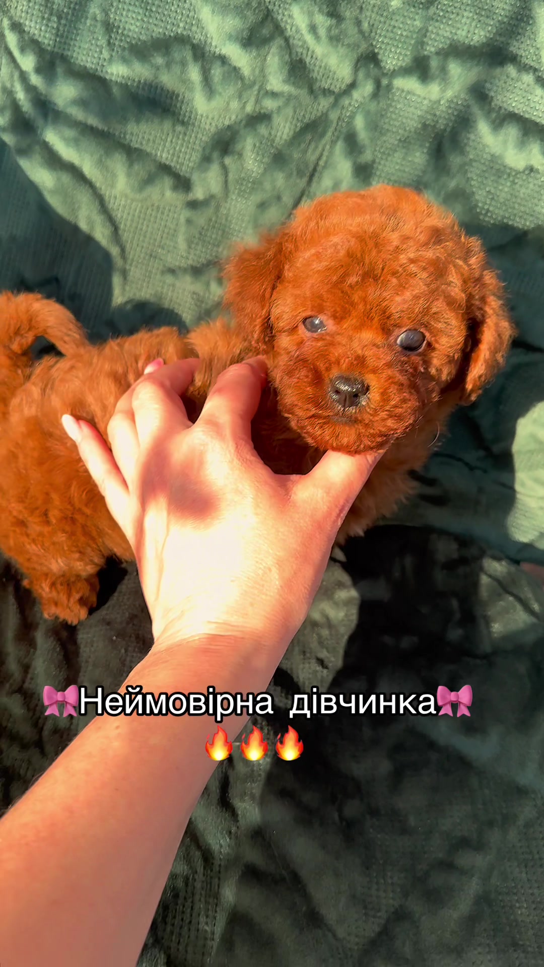 @toypoodlemaltipoo_puppie