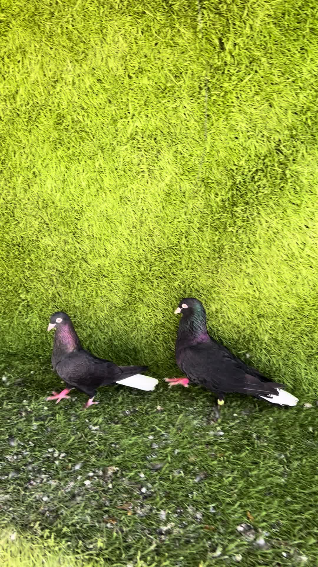 @بادينان فاو