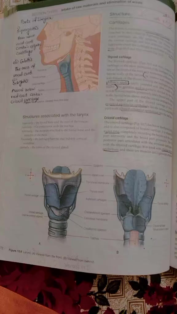 @BSN-Girl 🥼🧑&zwj;⚕️🩺