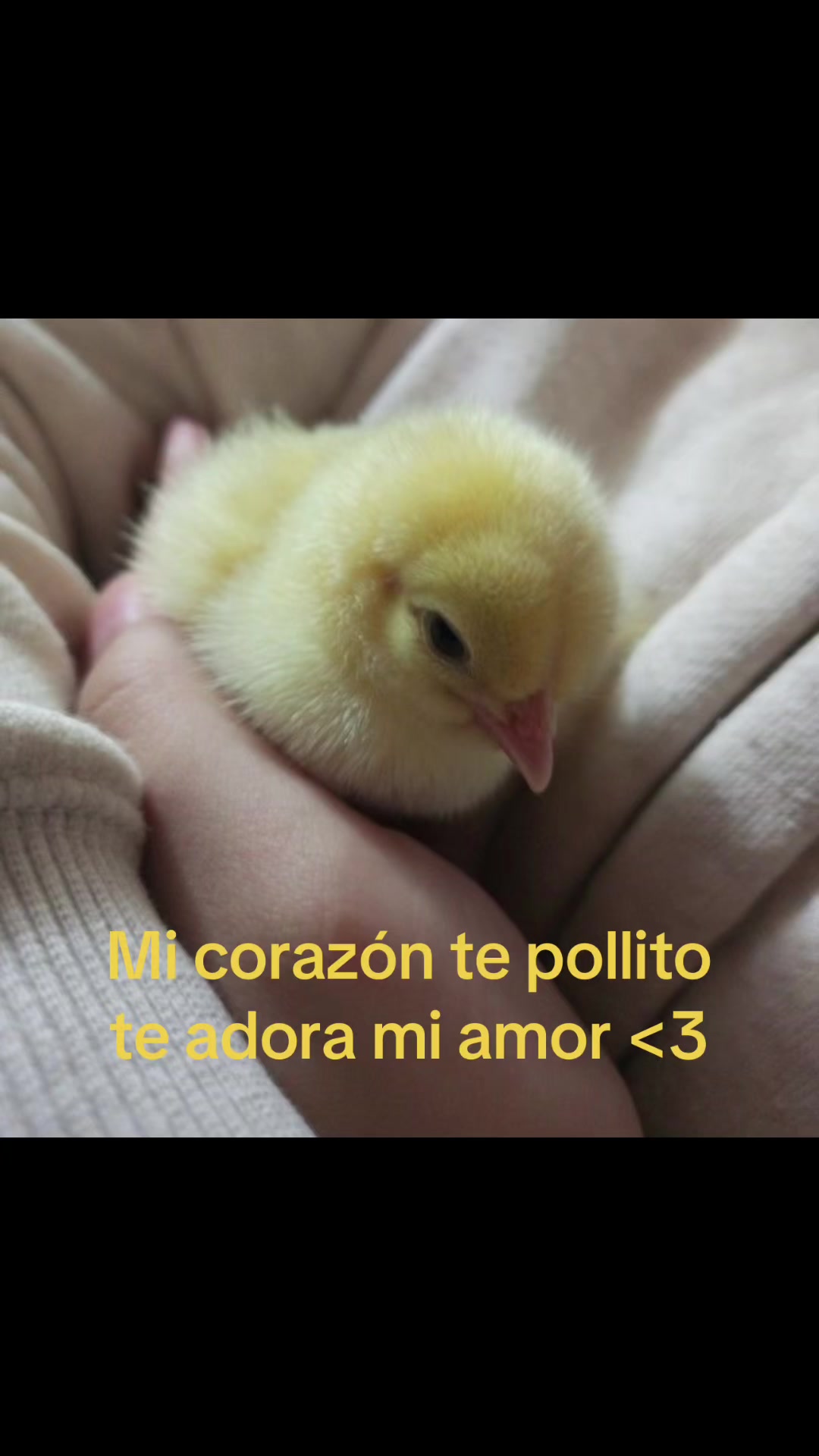 @saulburgosp2.0