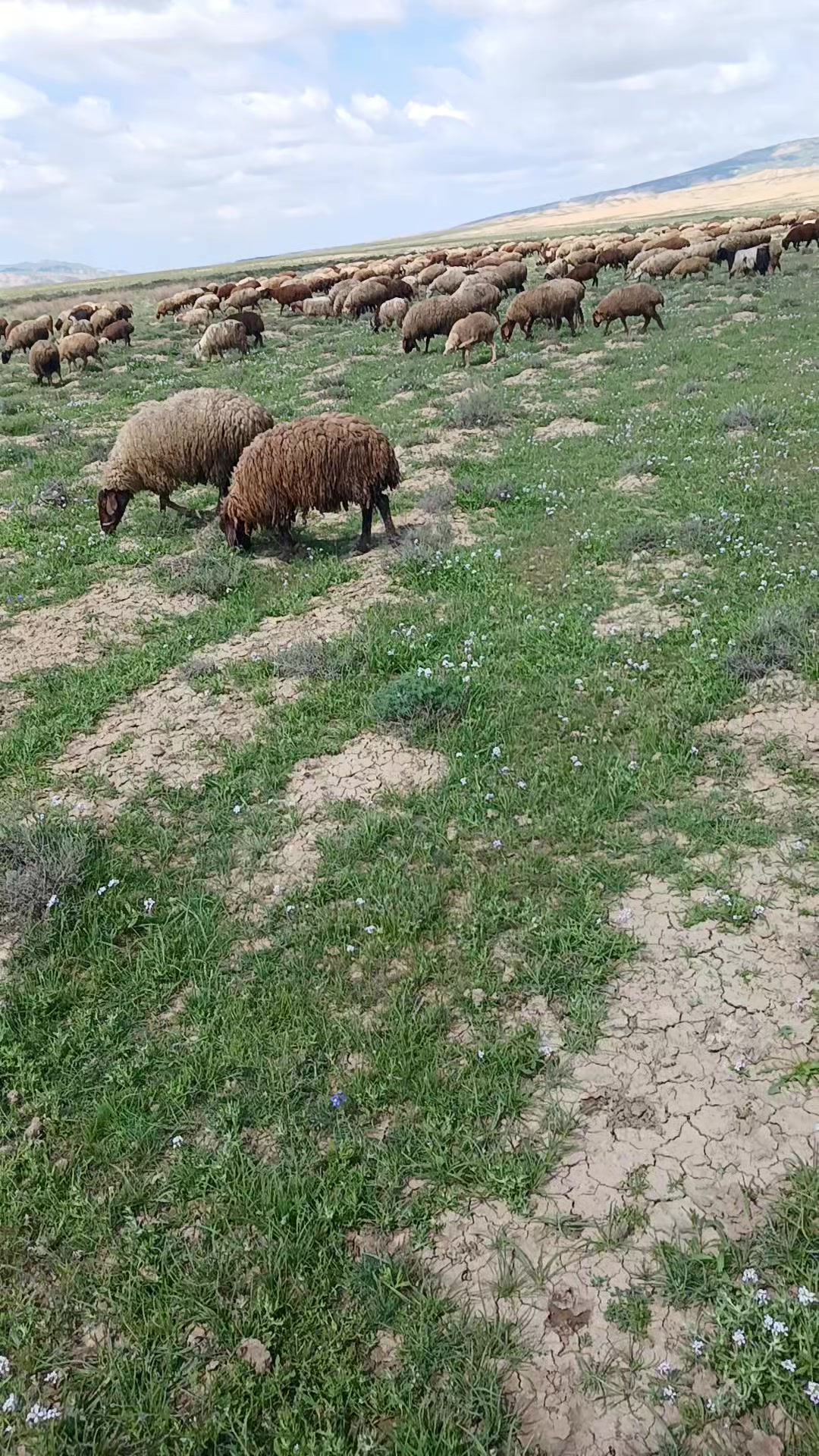 @Əlbəndə56