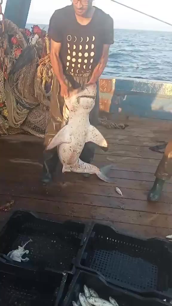 @🛳️hàmìdø⚓⚡Ræysë🐬🏴☠️