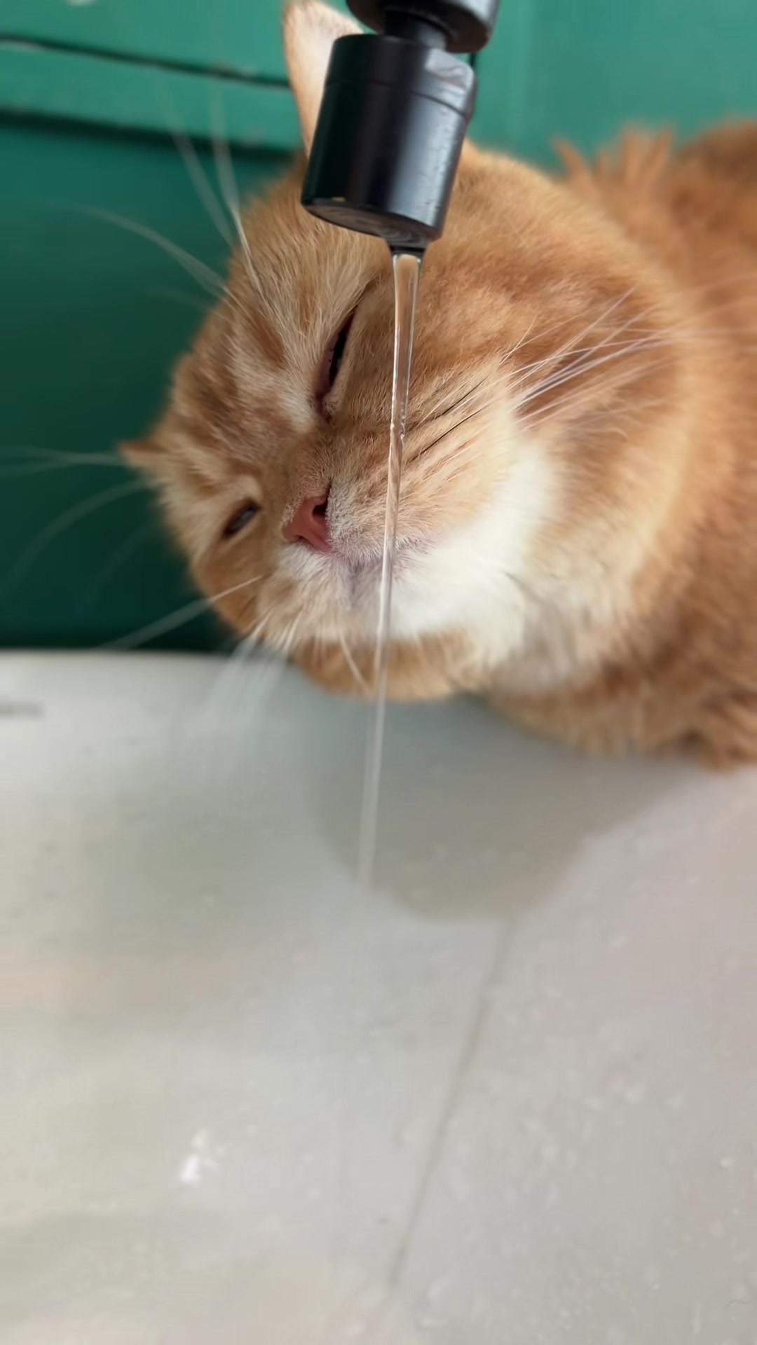 @모할고양