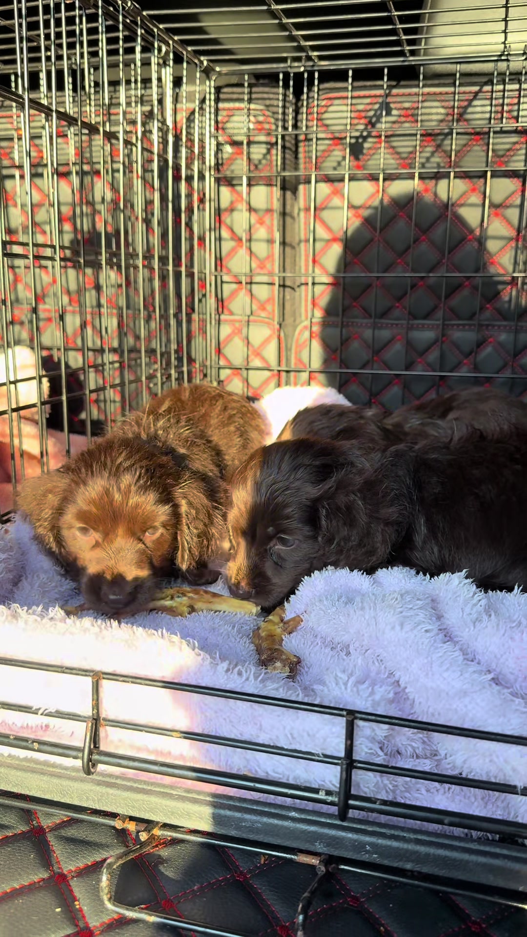 @Dachshund Dynasty