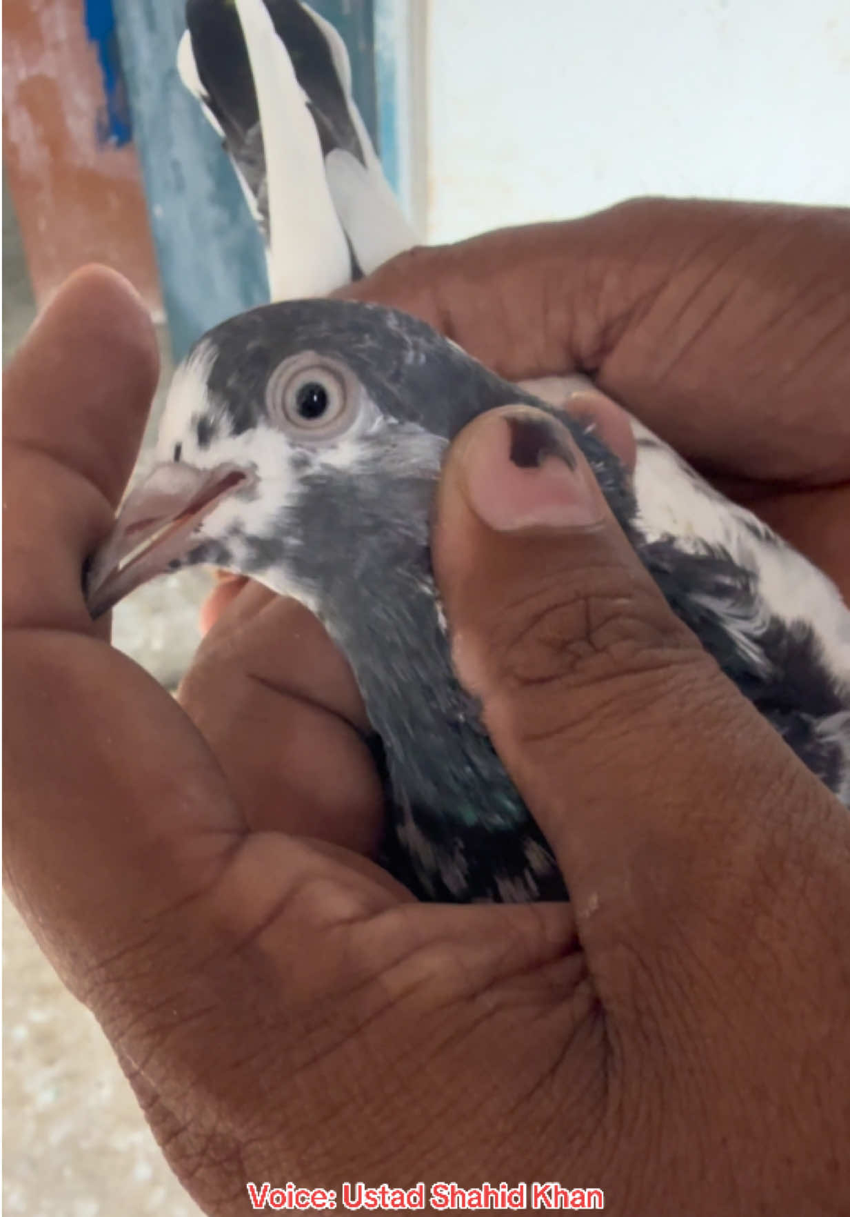 @Aero Pigeons Club