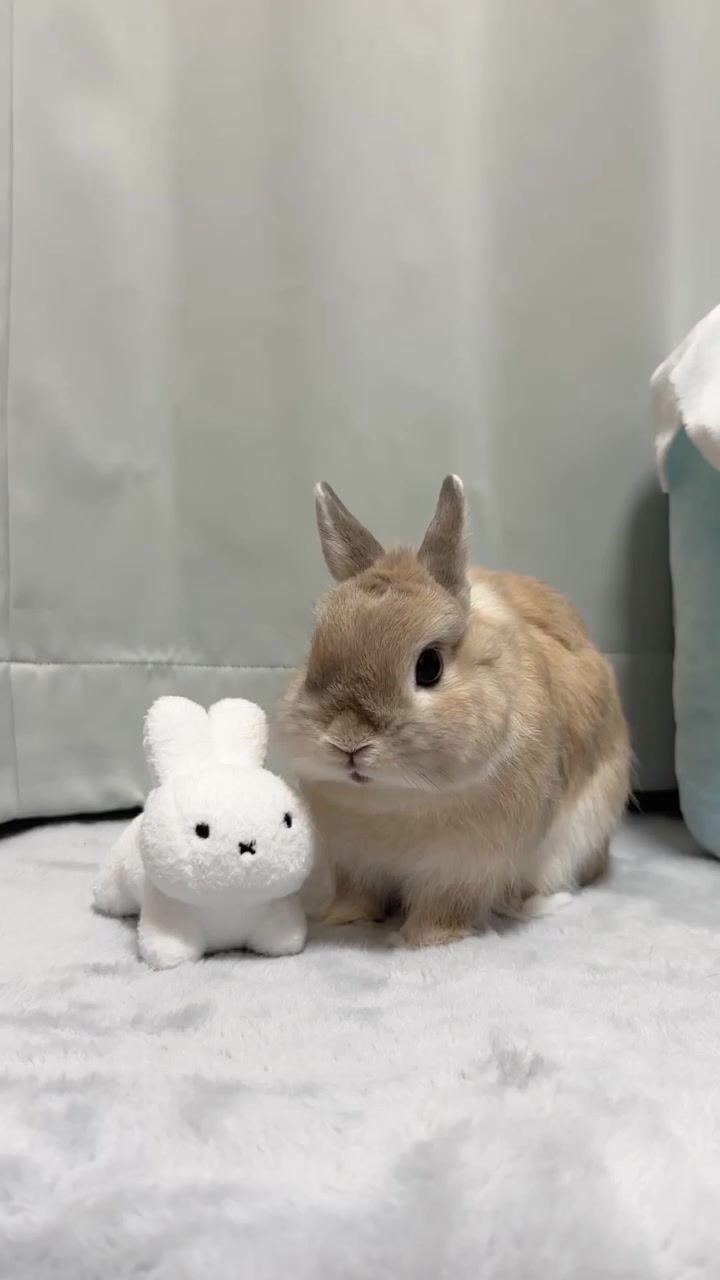 @うさぎのぷっしゅ