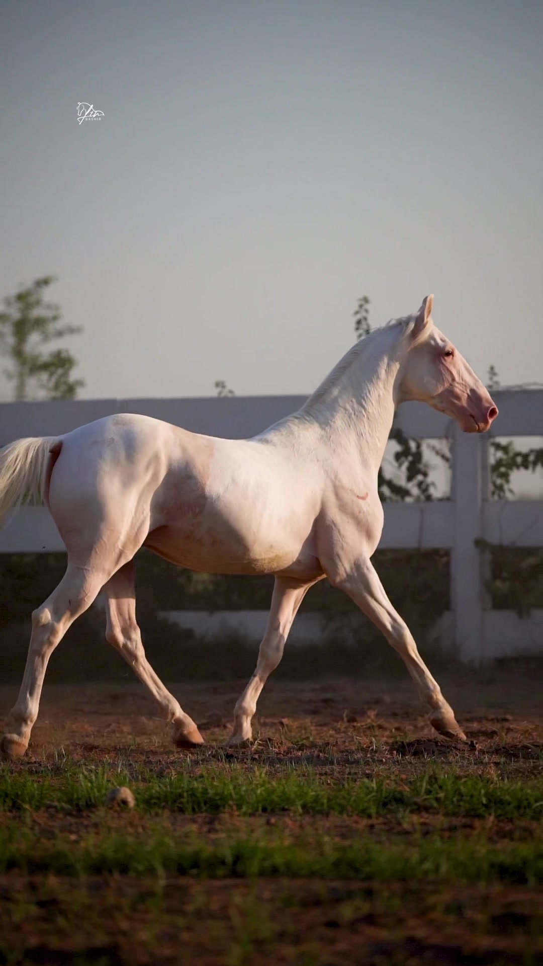 @SUNRISE STUD FARMS RAWALPINDI