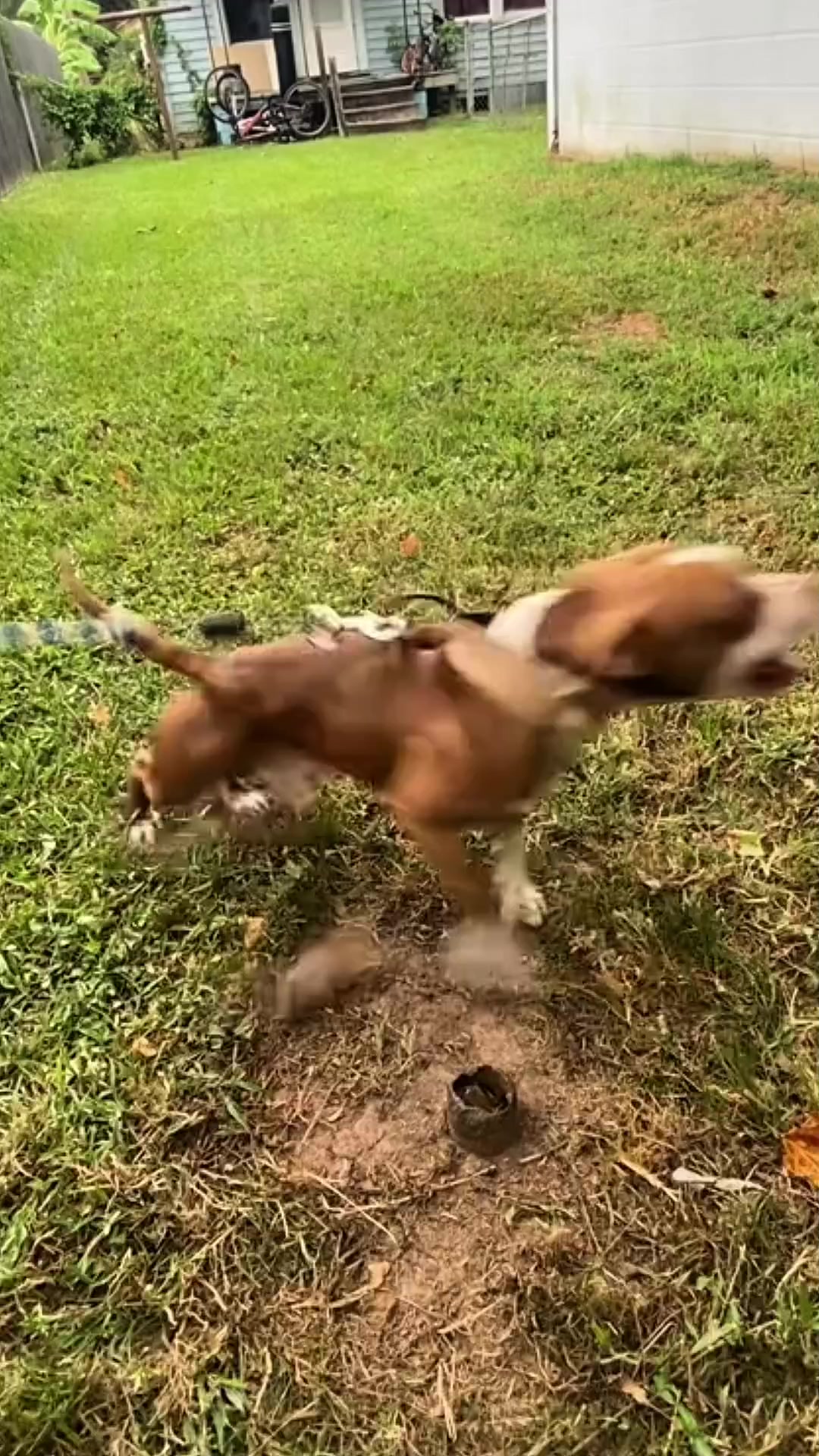 @Zona dos Cães