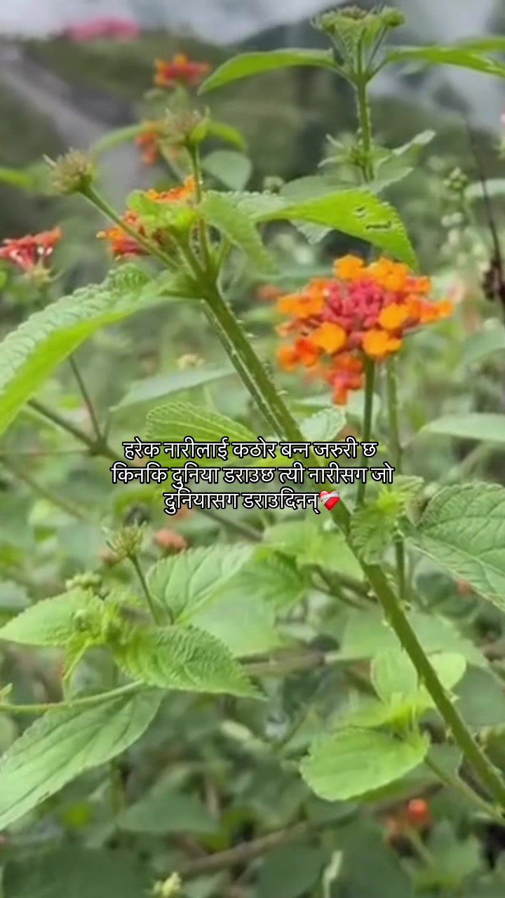 @🌷
