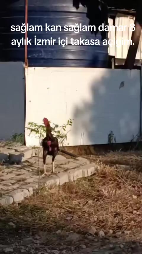 @G&uuml;rkan Beytorun