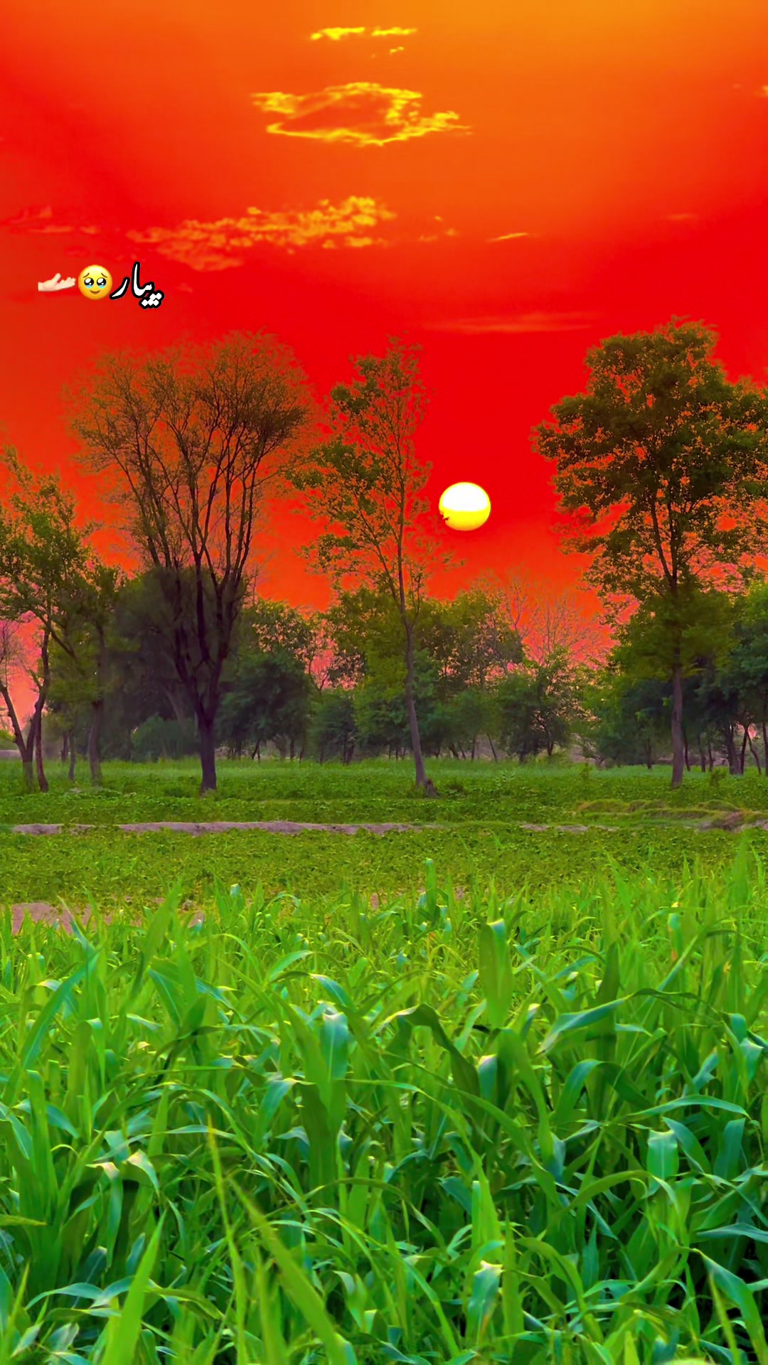 @🌾میں۔ میرا۔ پنڈ🎋