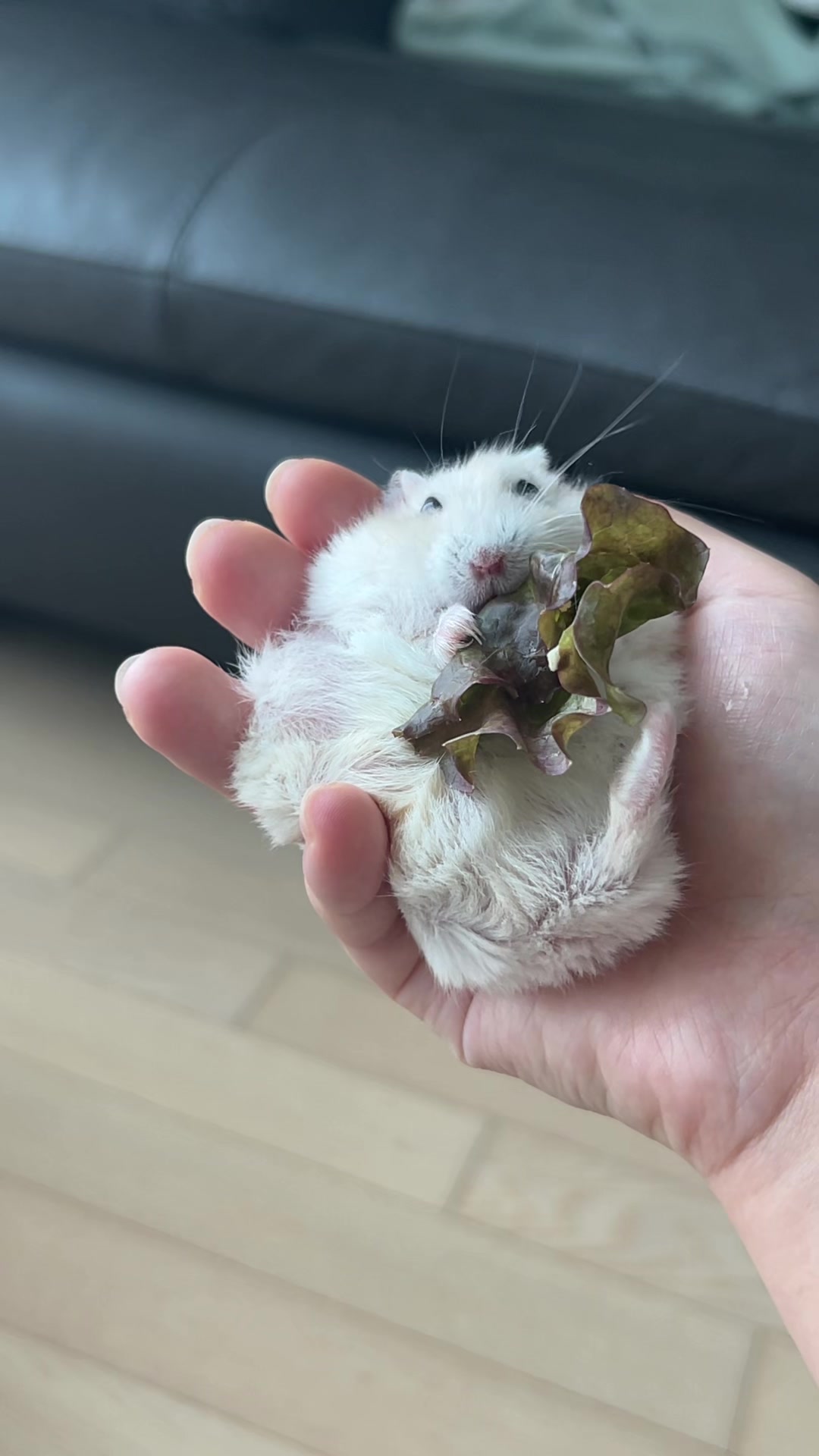 @𝒆𝒍𝒍𝒂✨