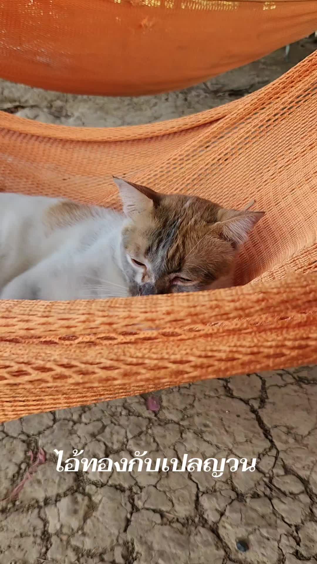 @แป๊ปซี่แมวของฉัน(ช่องใหม่),2