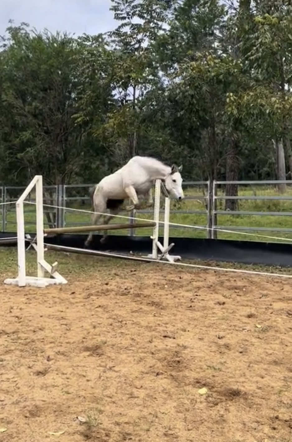 @Double F Performance Horses