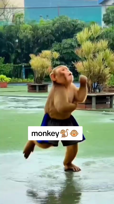 @funny videos