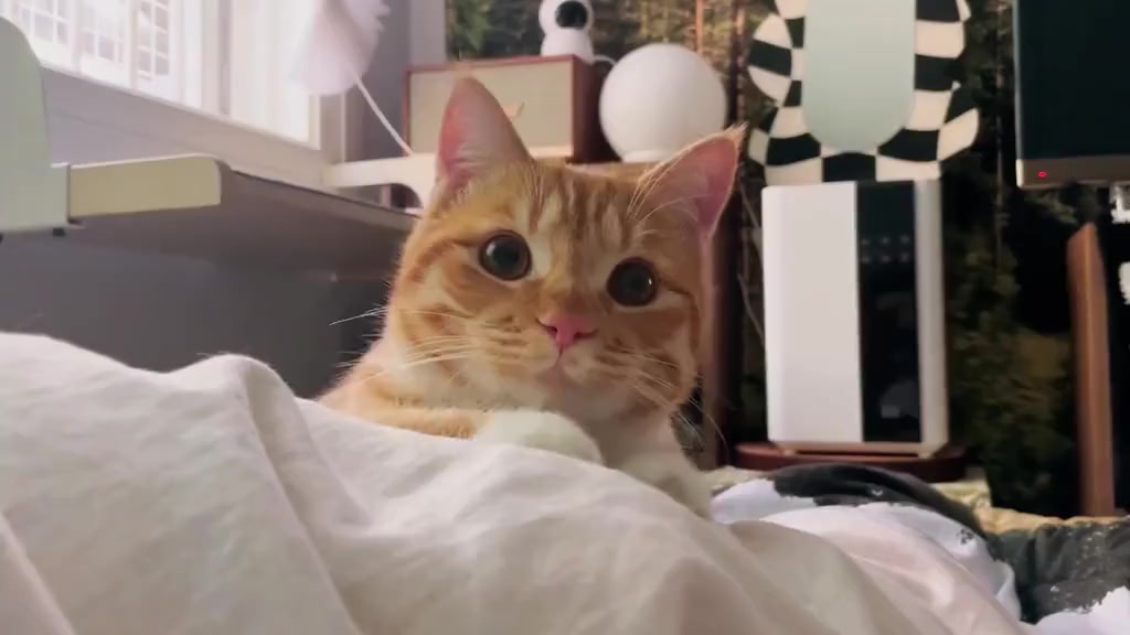 @𝐉𝐢𝐞𝐣𝐢𝐞 𖹭⋆.˚