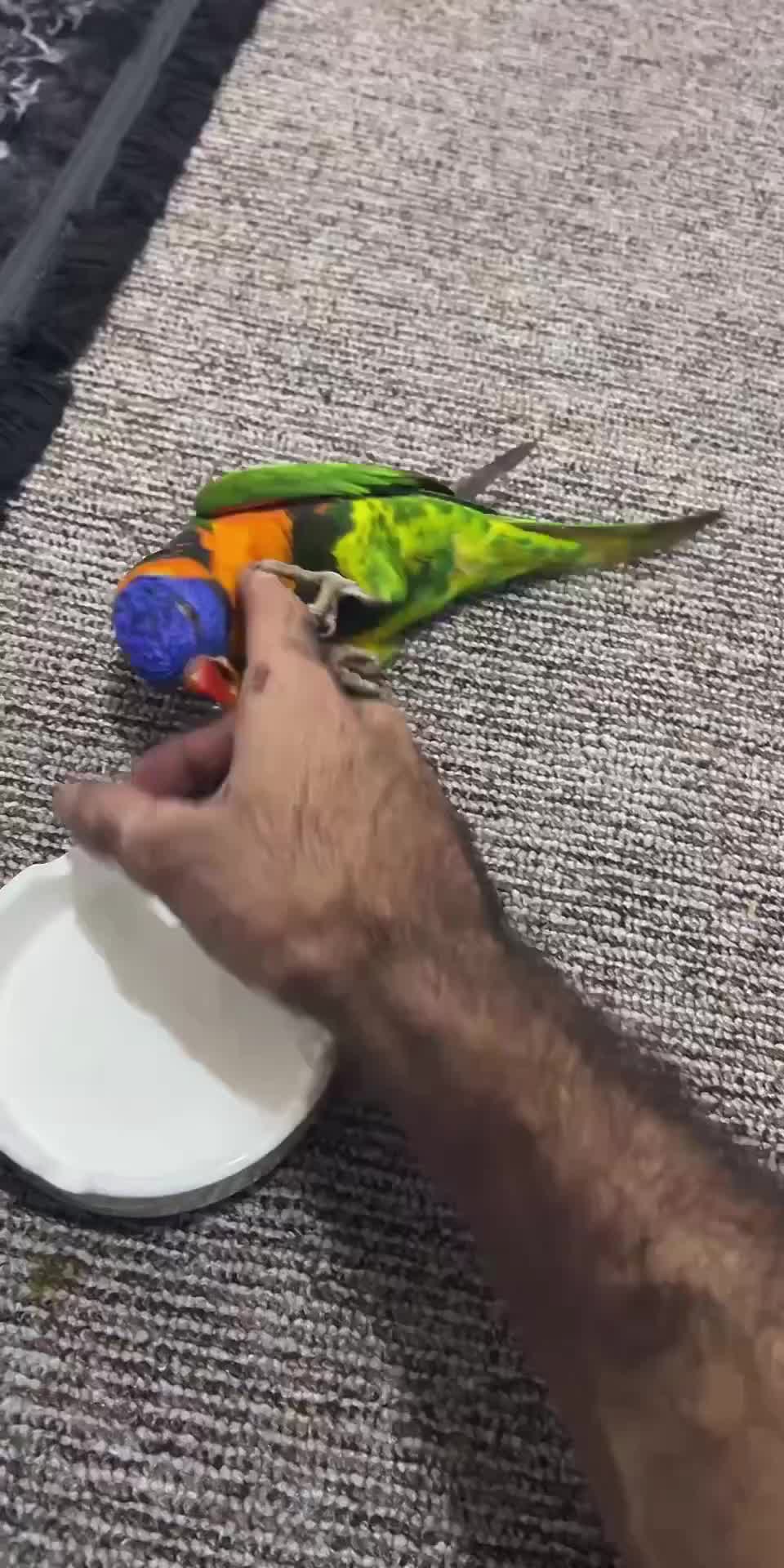 @أبو پؤلا