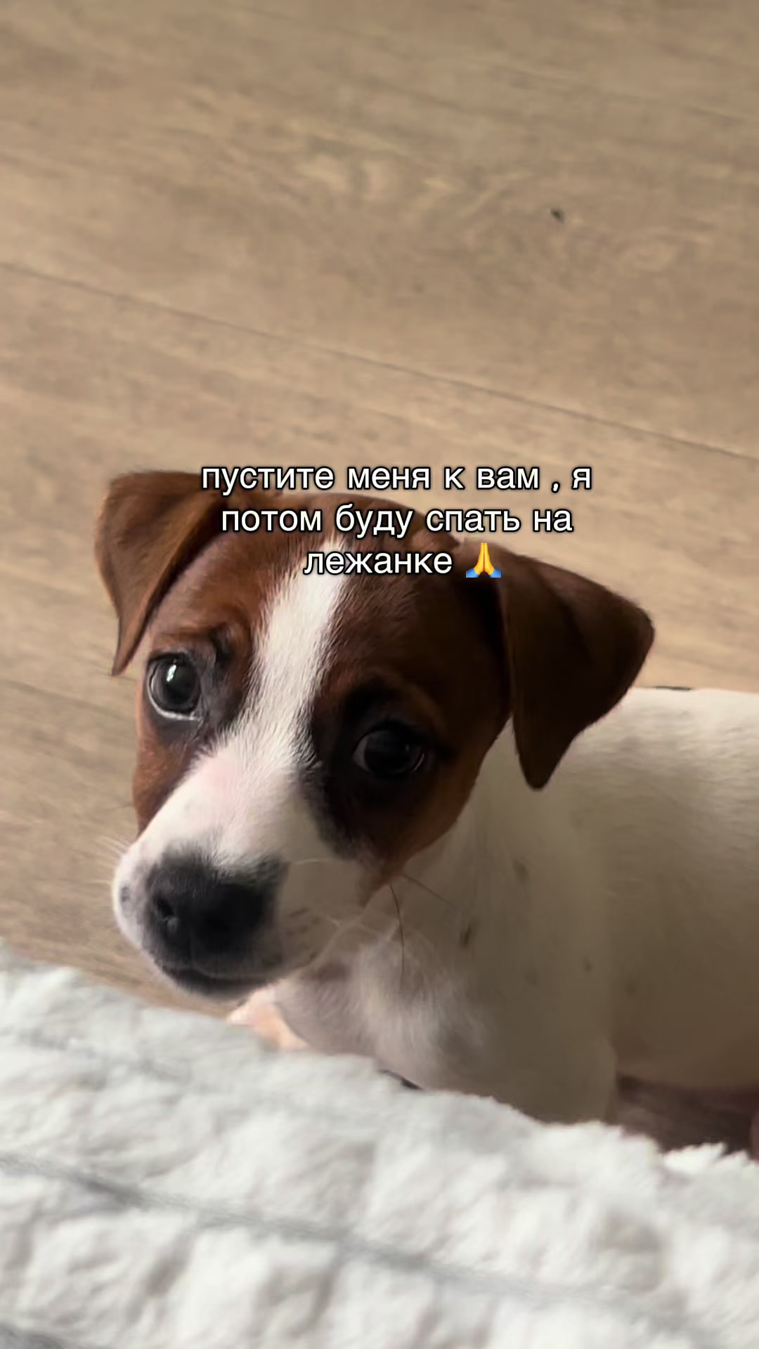 @Ольга психолог и Элли 🐶