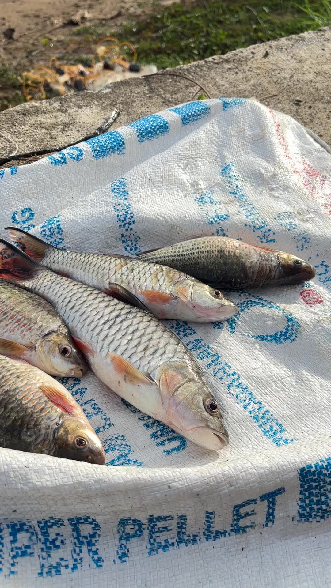 @Awi,Serba fishing🐬