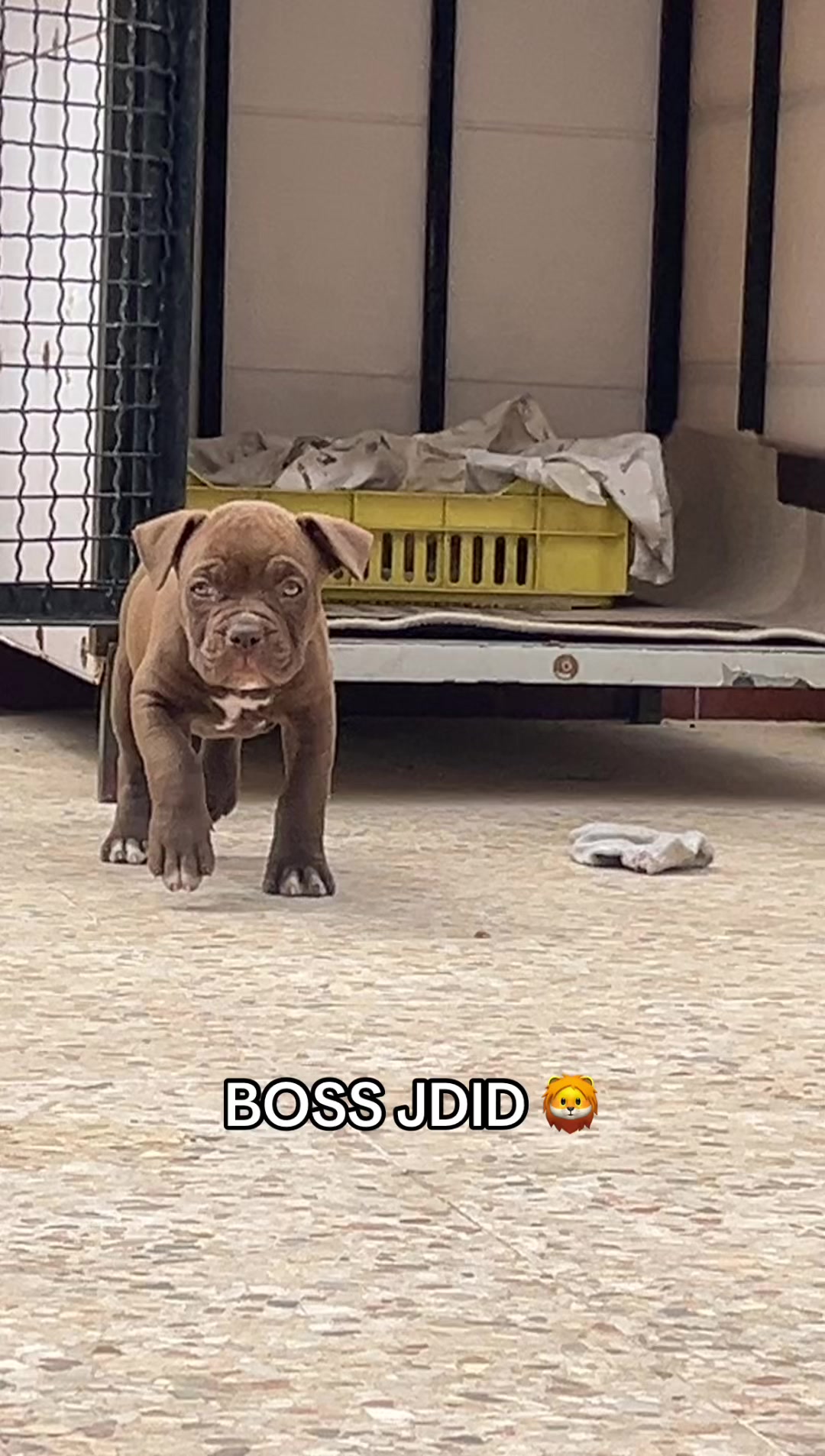 @Boss🥷🏻