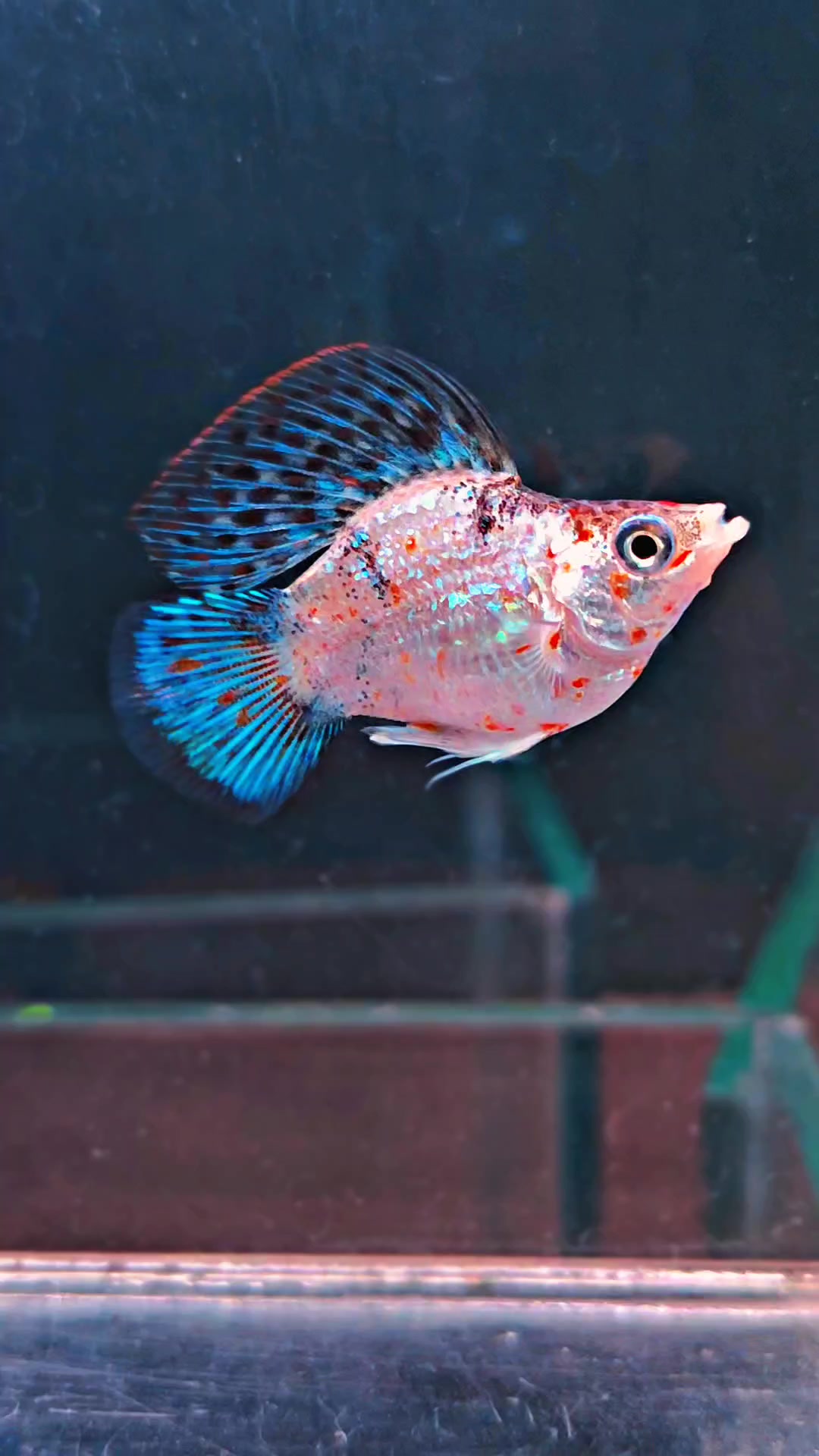 @Ramon Fish Banyuwangi