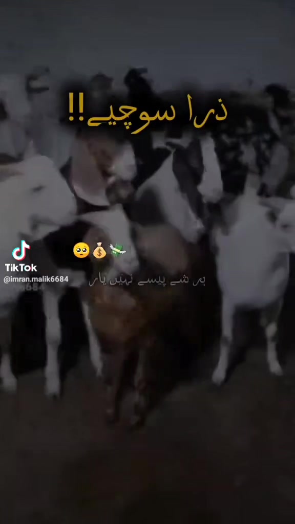 @rihan malik