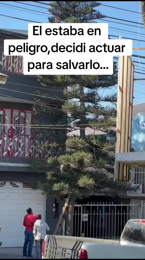 @El compita de los perros