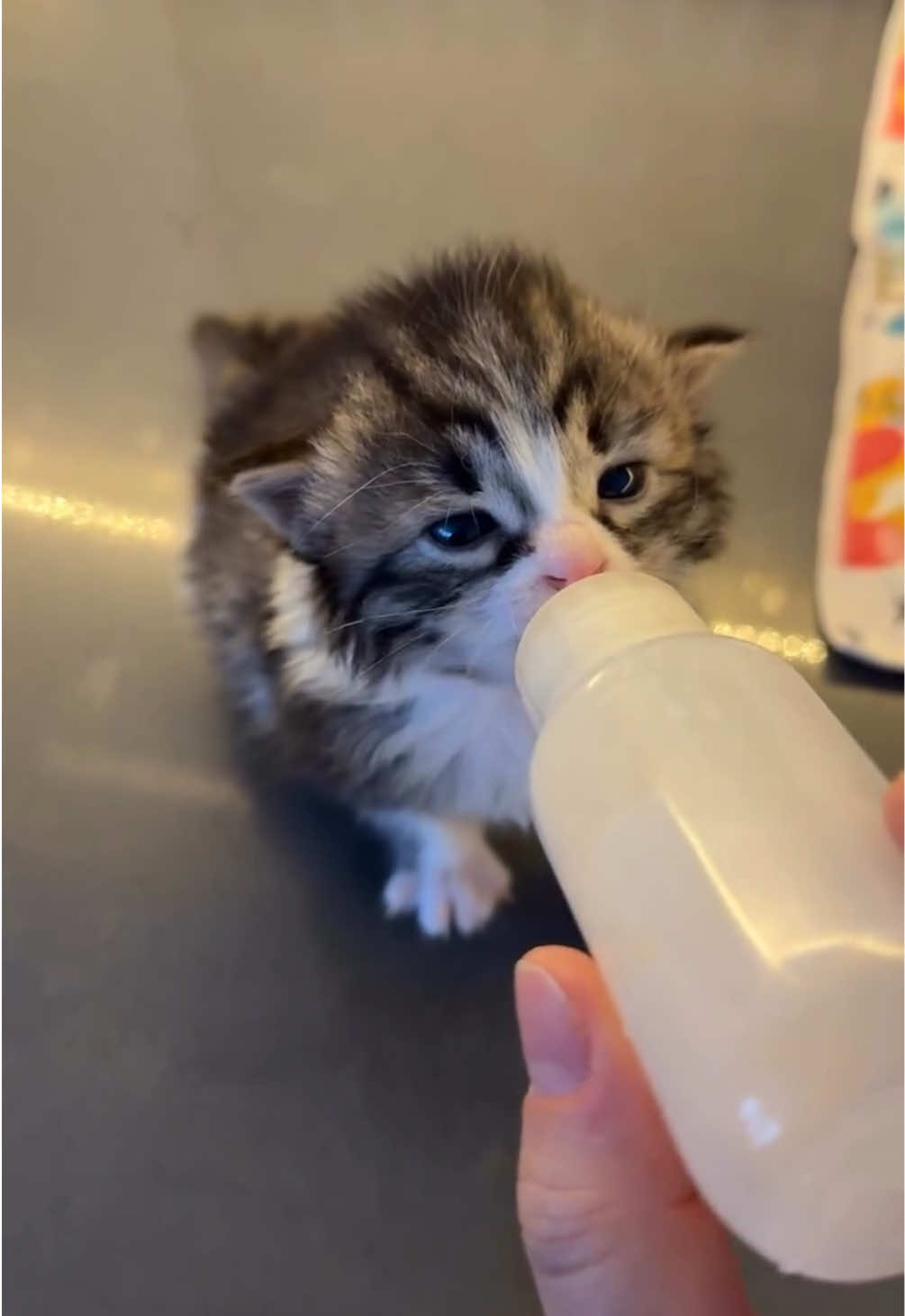 @kloutkittens