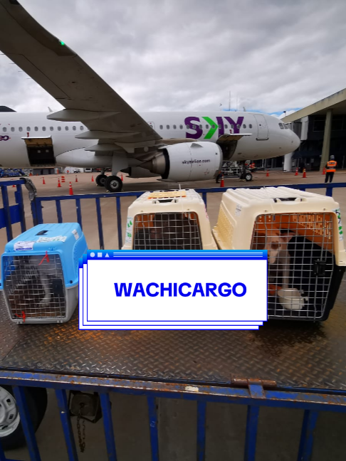 @WACHICARGO Pets