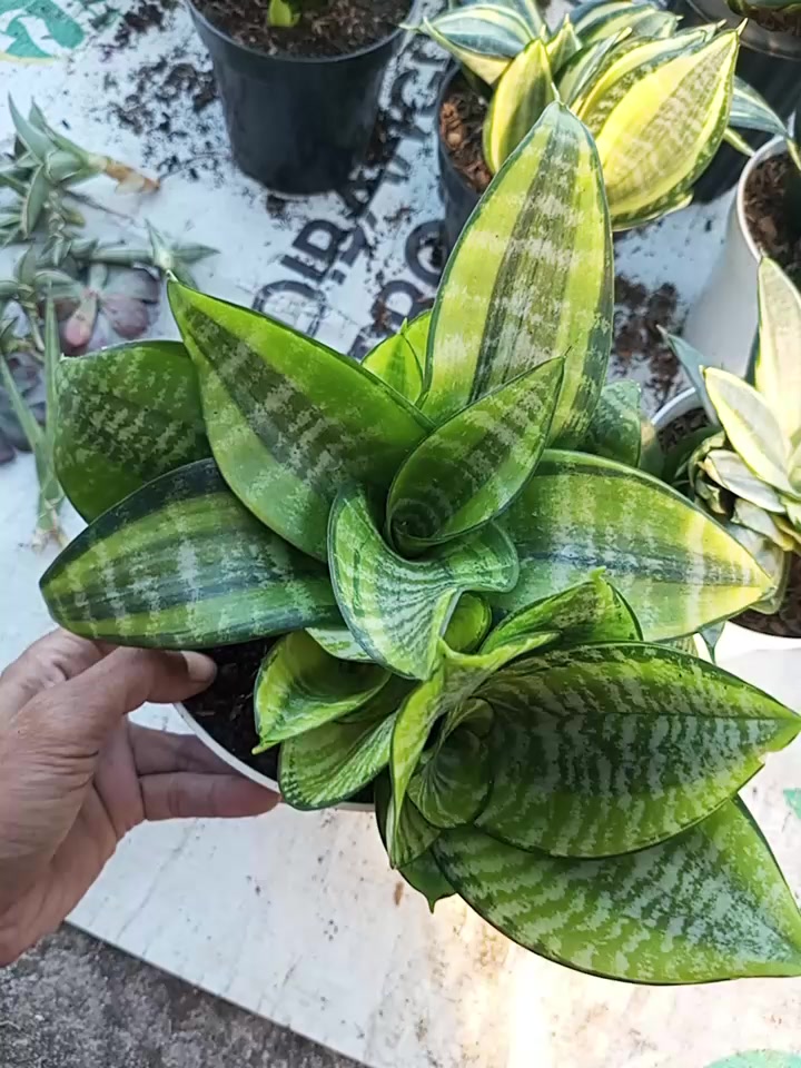 @clara flora.ind