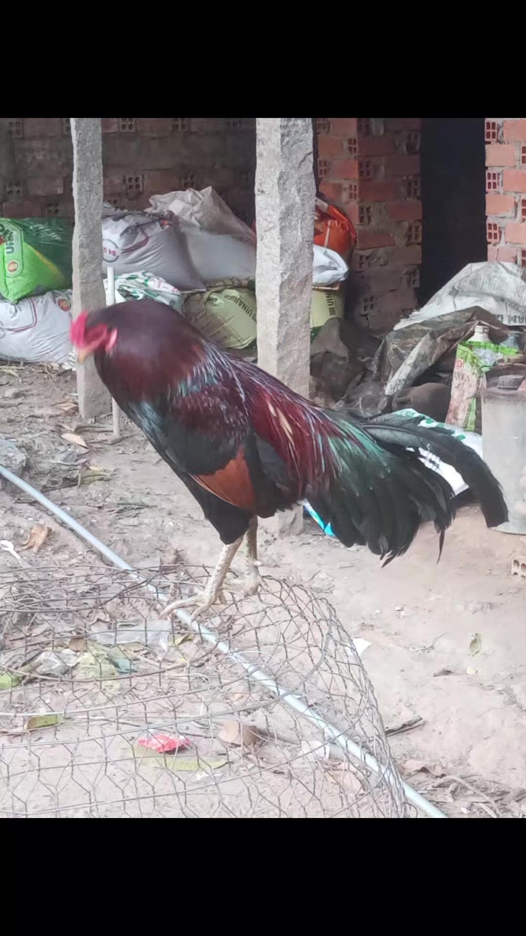 @Cường dép dép đẹp
